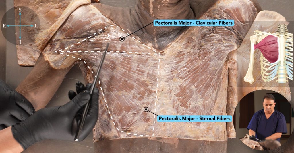 cadaveric dissection videos