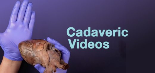 cadaveric videos